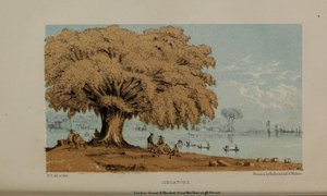 Singapore, akvarellimaalaus Robert Elwesin (1819–1878), varakkaan nuoren brittiläisen herrasmiehen Norfolkista.